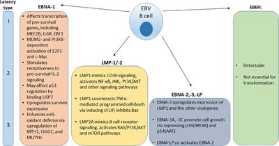 Immunology of EBV-Related Lymphoproliferative Disease in HIV-Positive Individuals